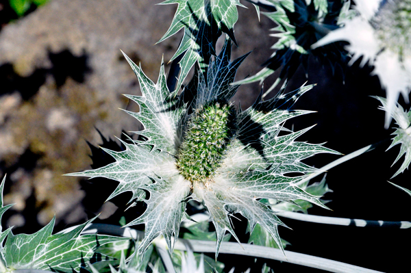 a flower
